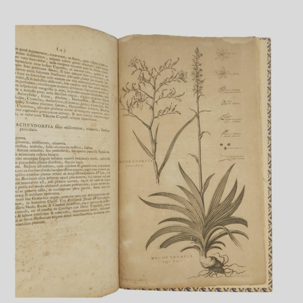 Botanica. Burman Wachendorfia. I Colonnese libri. www.colonnese.it